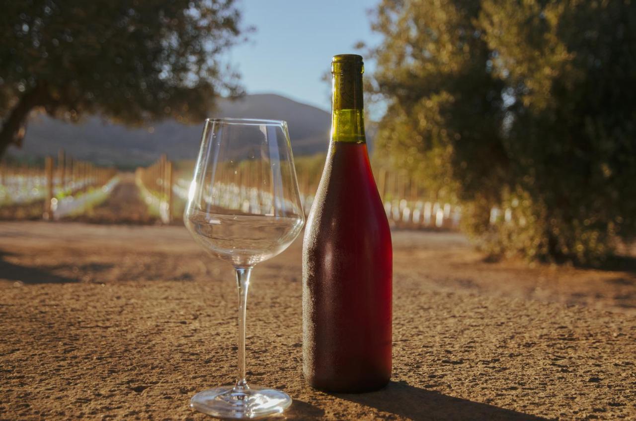 Alma Liebre Vinedos Del Valle Valle de Guadalupe Extérieur photo