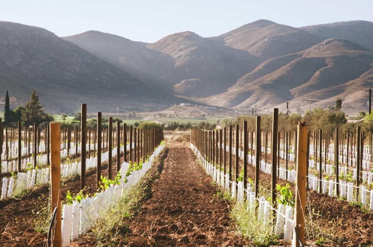 Alma Liebre Vinedos Del Valle Valle de Guadalupe Extérieur photo