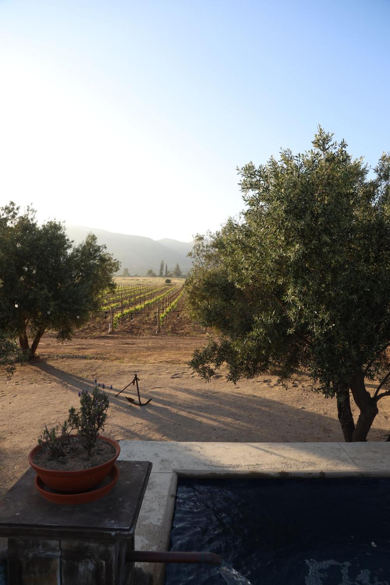 Alma Liebre Vinedos Del Valle Valle de Guadalupe Extérieur photo