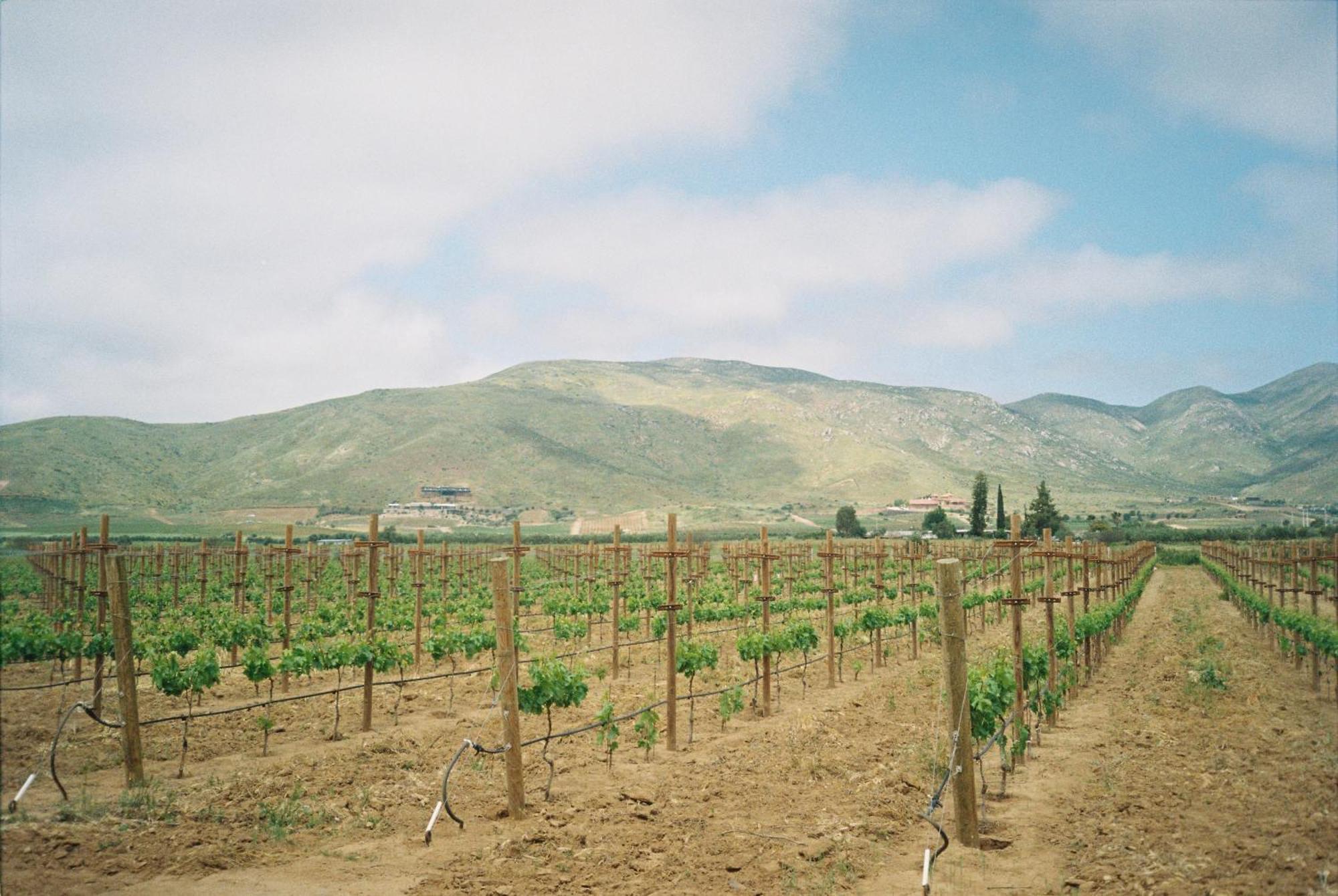 Alma Liebre Vinedos Del Valle Valle de Guadalupe Extérieur photo
